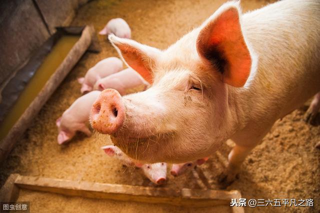 今日全国生猪最新价格及行情动态一网打尽揭秘🐖📊