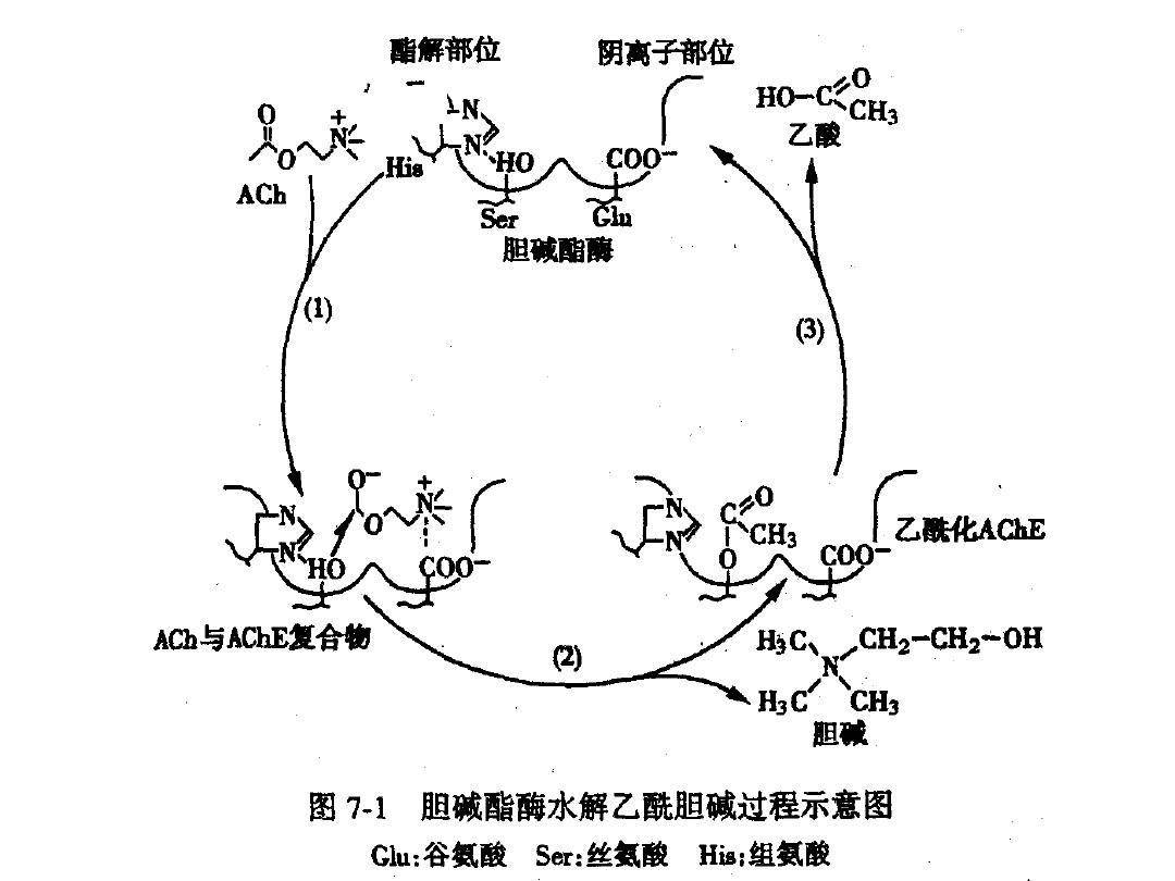 最新研究揭示乙酰胆碱的奥秘探索